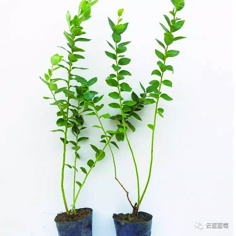 蓝莓苗薄雾兔眼蓝莓，奥尼尔蓝丰，盆栽地栽