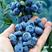 蓝莓苗薄雾兔眼蓝莓，奥尼尔蓝丰，盆栽地栽