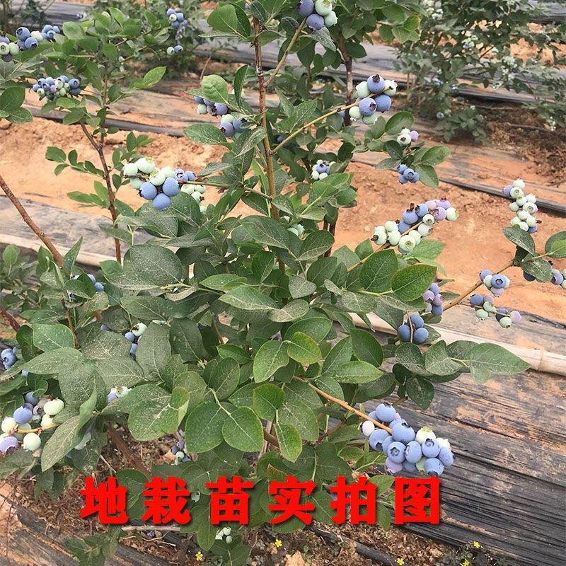 蓝莓苗薄雾兔眼蓝莓，奥尼尔蓝丰，盆栽地栽