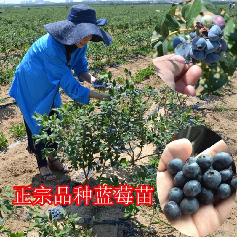 蓝莓苗薄雾兔眼蓝莓，奥尼尔蓝丰，盆栽地栽