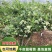 蓝莓苗薄雾兔眼蓝莓，奥尼尔蓝丰，盆栽地栽