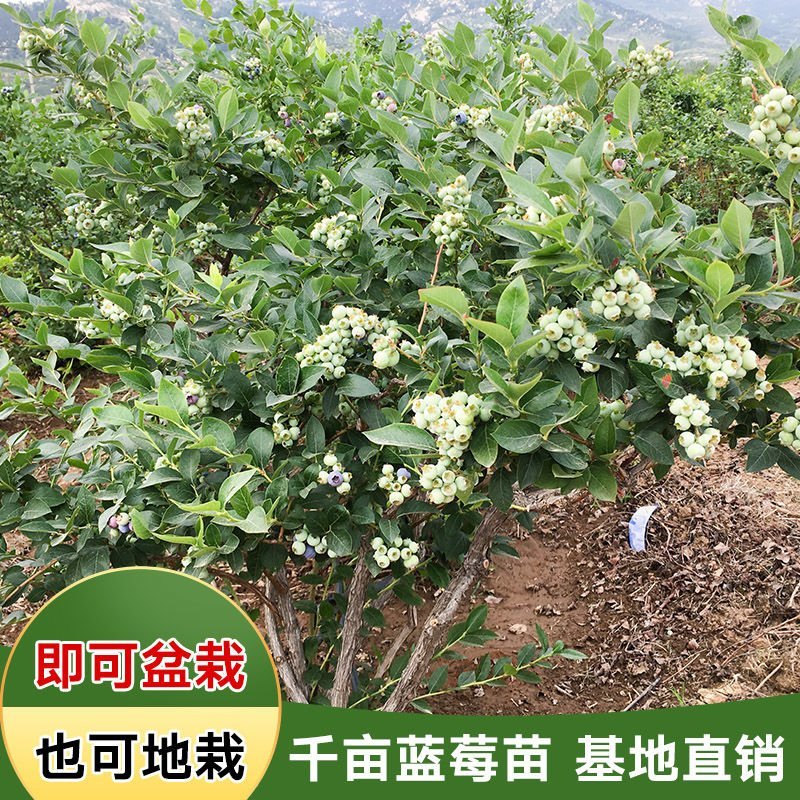 蓝莓苗薄雾兔眼蓝莓，奥尼尔蓝丰，盆栽地栽