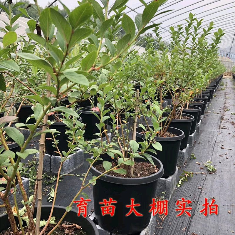 蓝莓苗薄雾兔眼蓝莓，奥尼尔蓝丰，盆栽地栽