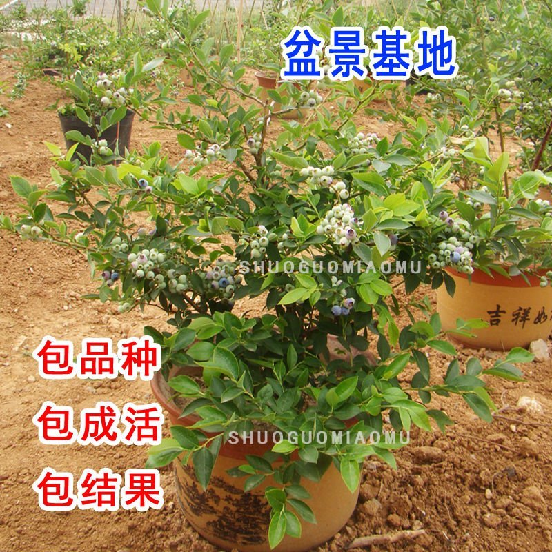 蓝莓苗薄雾兔眼蓝莓，奥尼尔蓝丰，盆栽地栽