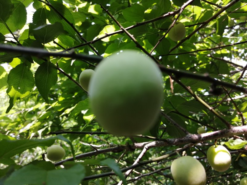 青梅苗，青竹梅苗，红梅苗，嫁接青梅苗，两年三年苗