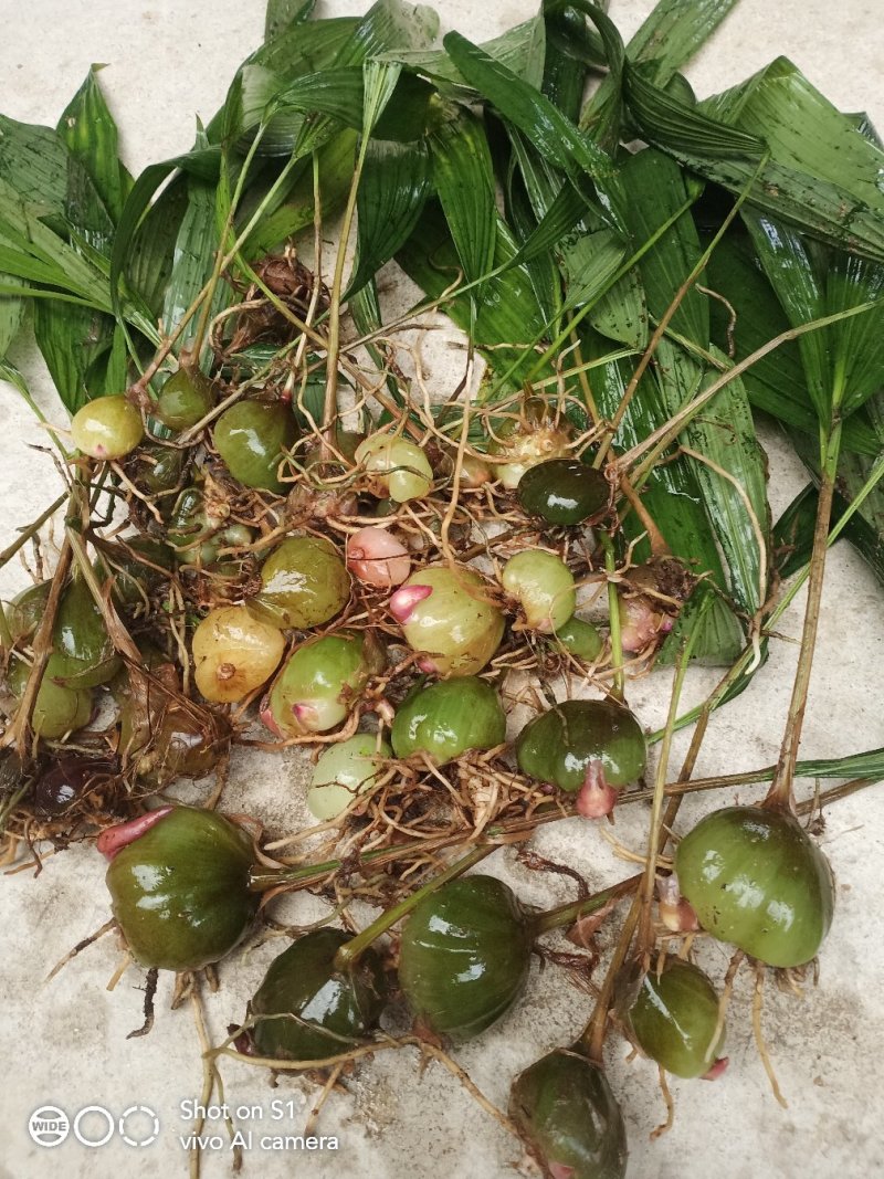 云南野生白芨，常年出售，有大量批发