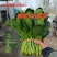 🔥菠菜，【精品】20/25公分菠菜，基地直销，欢迎选购