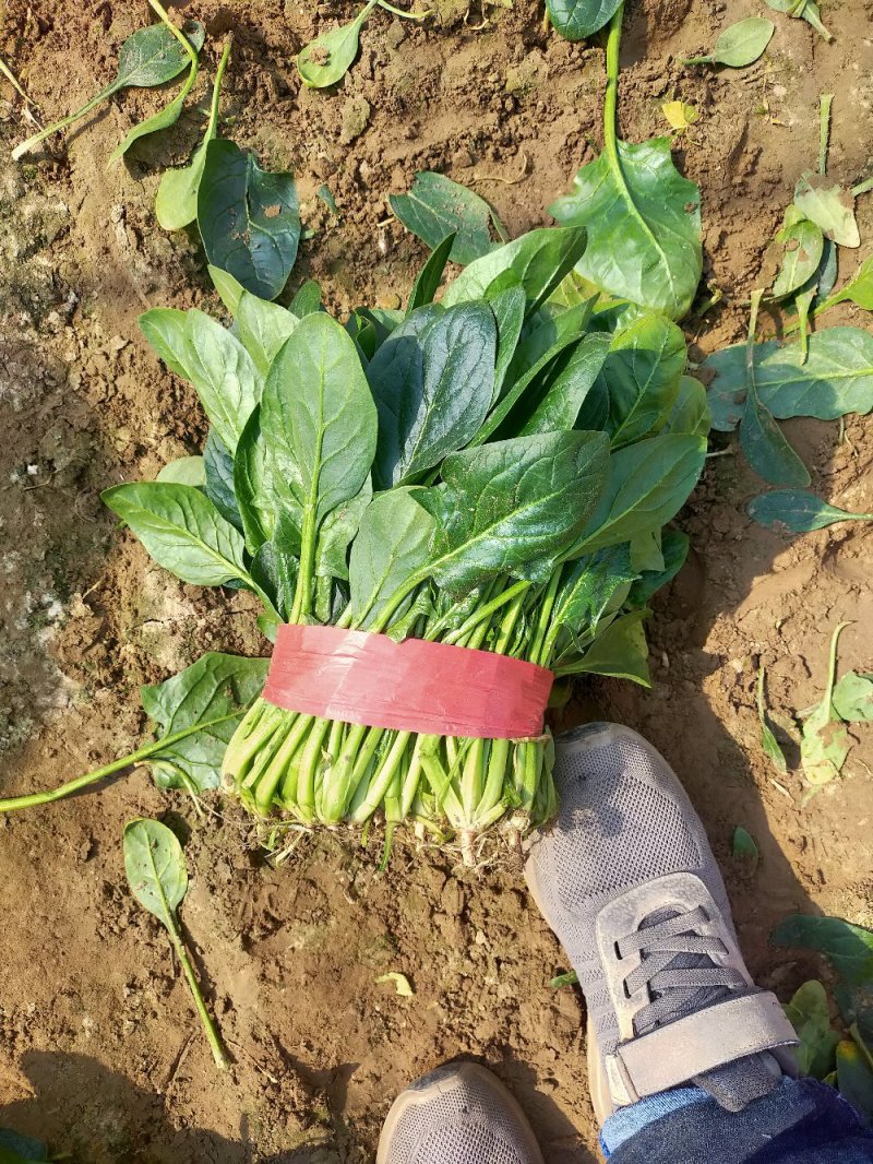 菠菜，精品菠菜，万亩菠菜基地直销中，原产地直销！