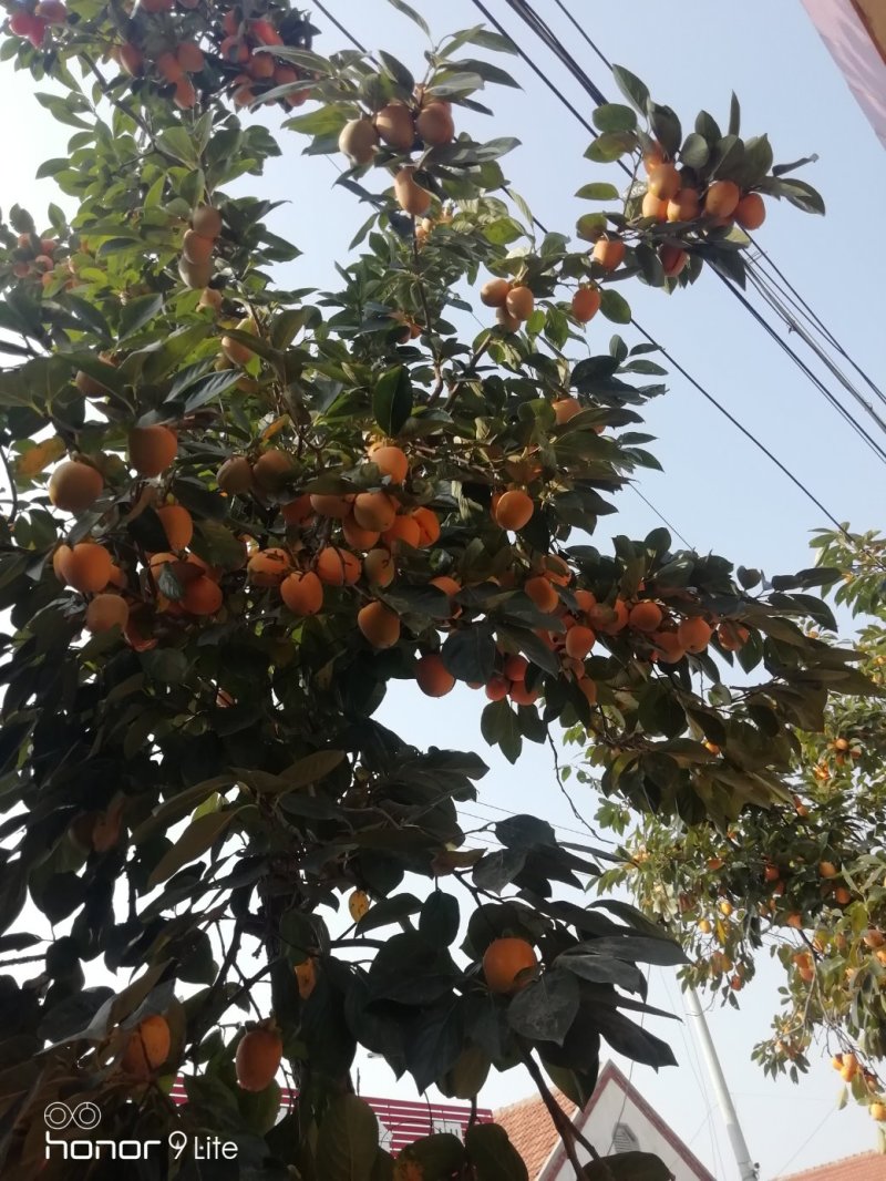 优质柿子树苗不暖甜柿摘下就吃南方北方种植苗