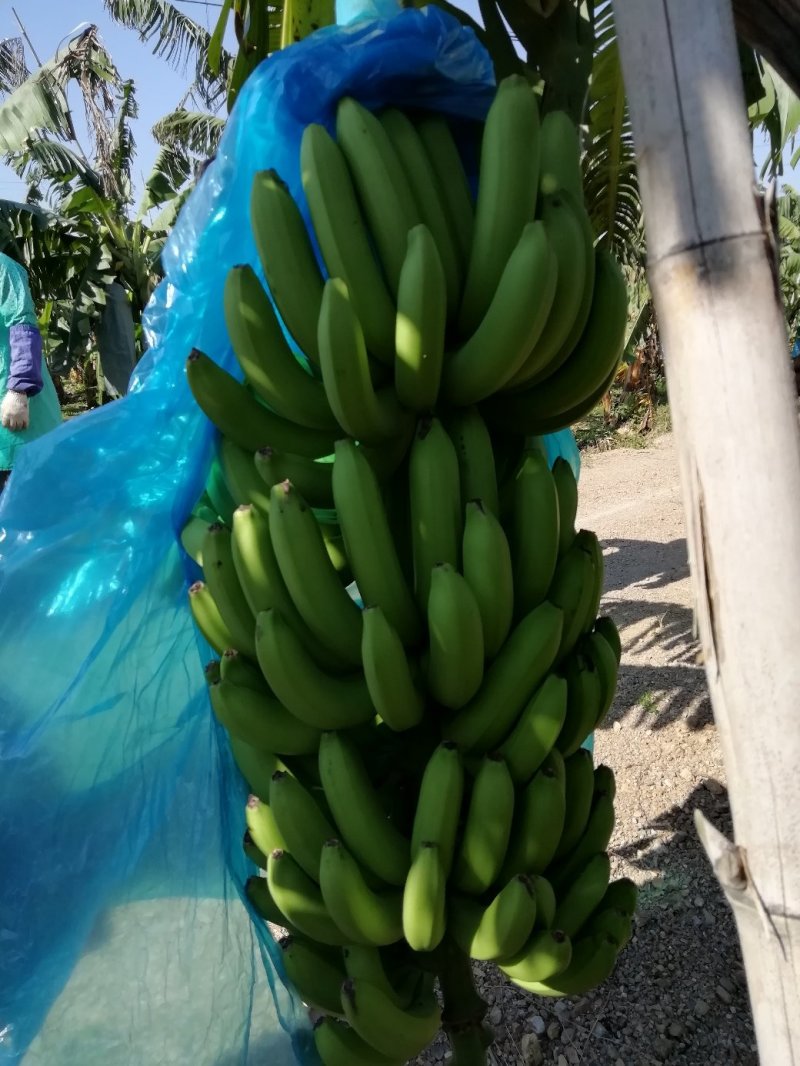 供应广西玉林香蕉