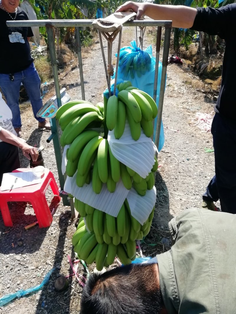 供应广西玉林香蕉