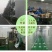 荷叶茶微山湖荷叶茶大肚子茶荷叶