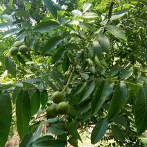 美国山核桃树和新疆纸皮核桃成品树可以做果园和绿化