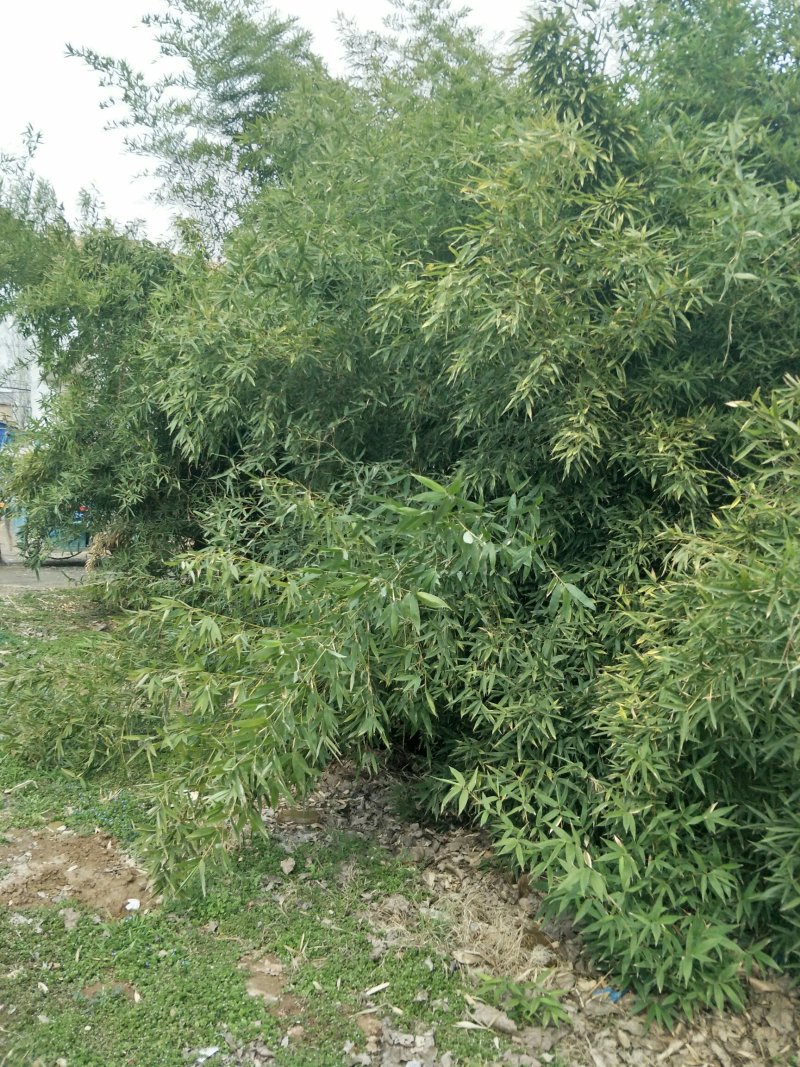金竹
