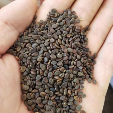 北黄芪种子85%以上黄芪种子中草药材黄芪种籽