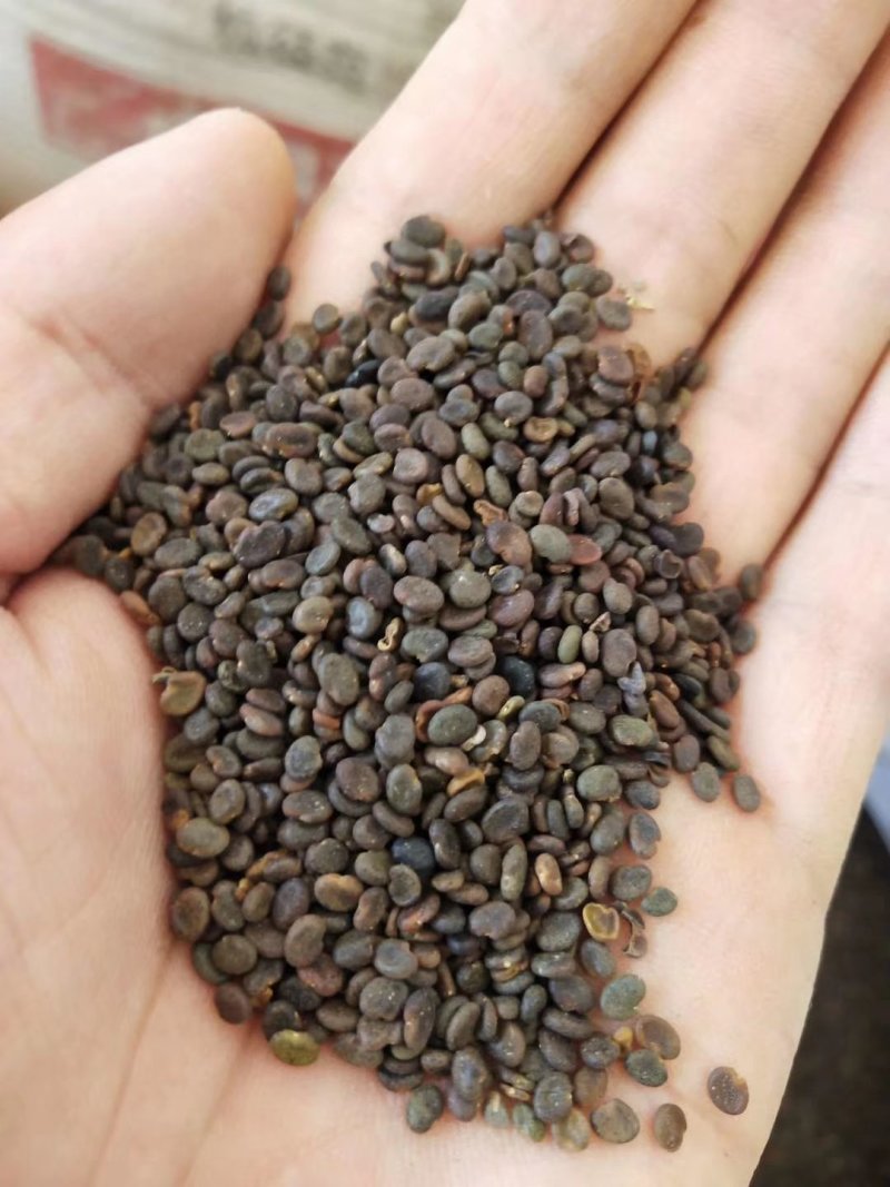 北黄芪种子85%以上黄芪种子中草药材黄芪种籽