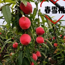 河北乐亭大棚春雪水蜜桃一手货源诚信经营千亩基地直供