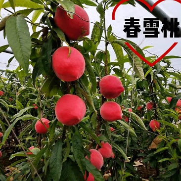 河北乐亭大棚春雪水蜜桃一手货源诚信经营千亩基地直供