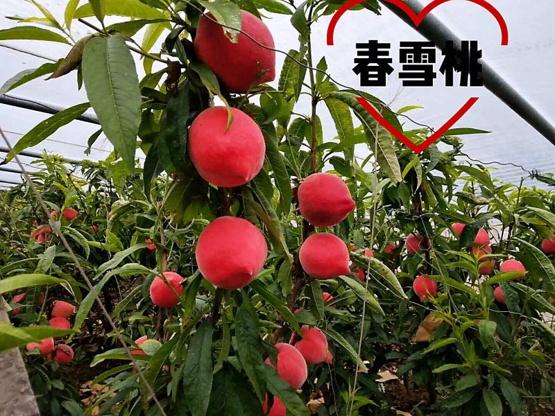 河北乐亭大棚春雪水蜜桃一手货源诚信经营千亩基地直供