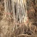 新品种鲁丽苹果苗嫁接苗现挖现发基地直销