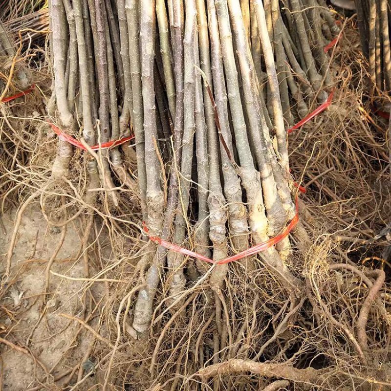 新品种鲁丽苹果苗嫁接苗现挖现发基地直销