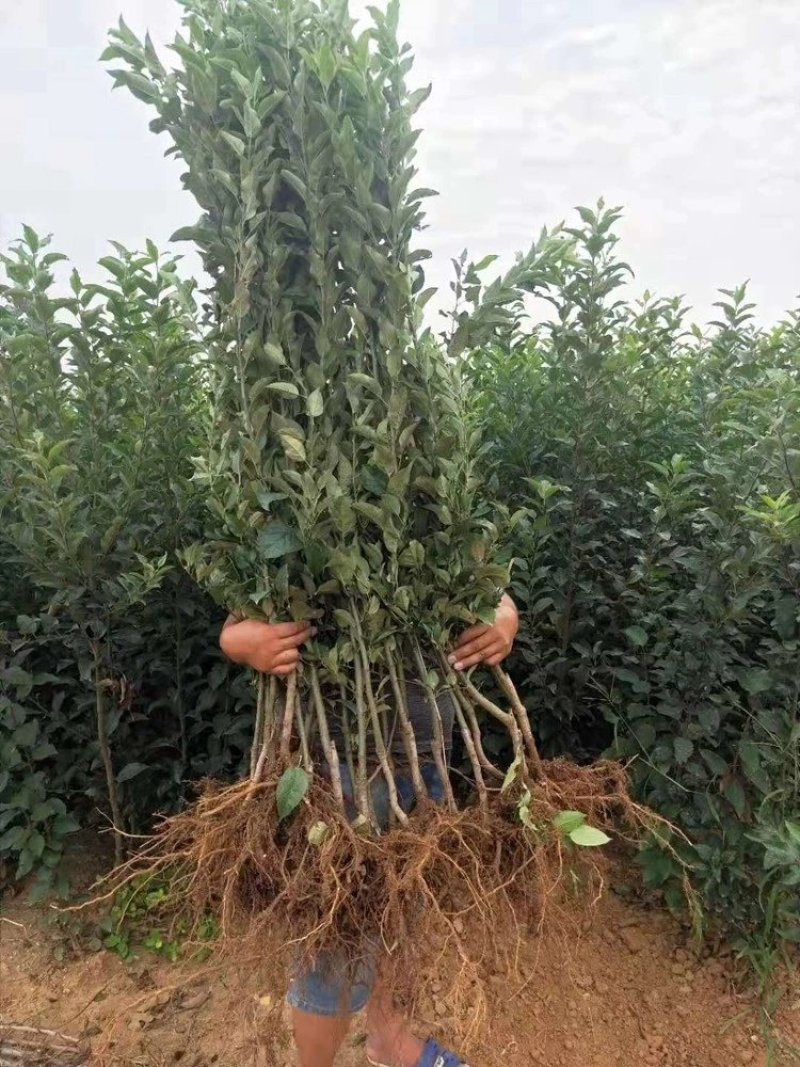 新品种鲁丽苹果苗嫁接苗现挖现发基地直销
