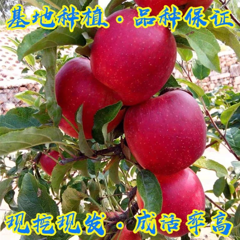 新品种鲁丽苹果苗嫁接苗现挖现发基地直销