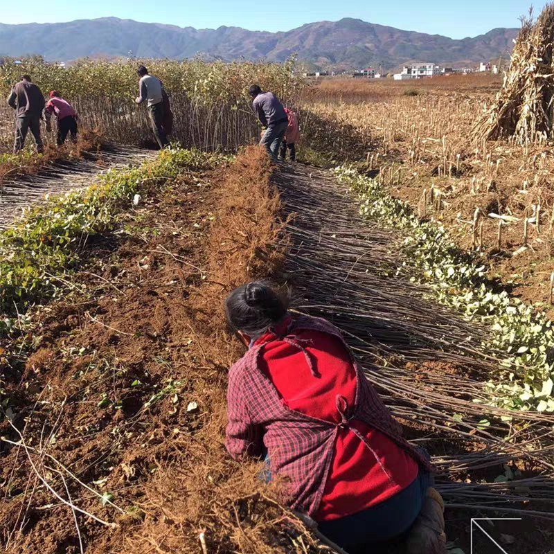 新品种鲁丽苹果苗嫁接苗现挖现发基地直销