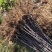 新品种鲁丽苹果苗嫁接苗现挖现发基地直销