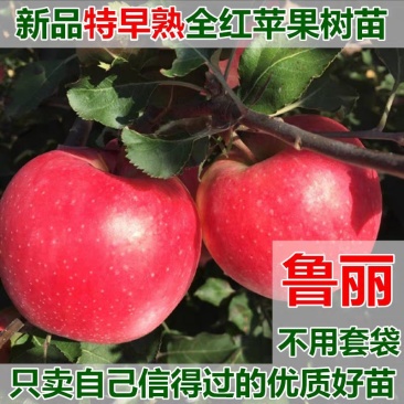 新品种鲁丽苹果苗嫁接苗现挖现发基地直销
