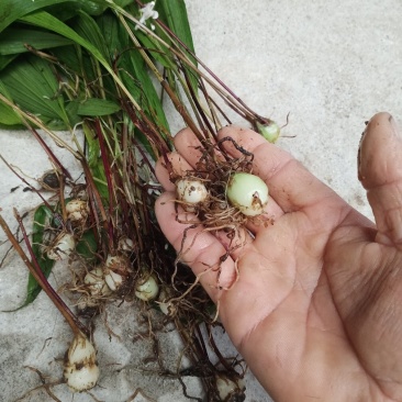 云南野生紫花，黄花，小白芨，独白芨，颜色好含量高，