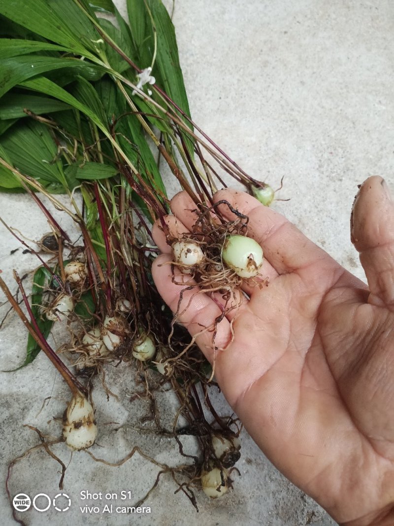 云南野生紫花，黄花，小白芨，独白芨，颜色好含量高，