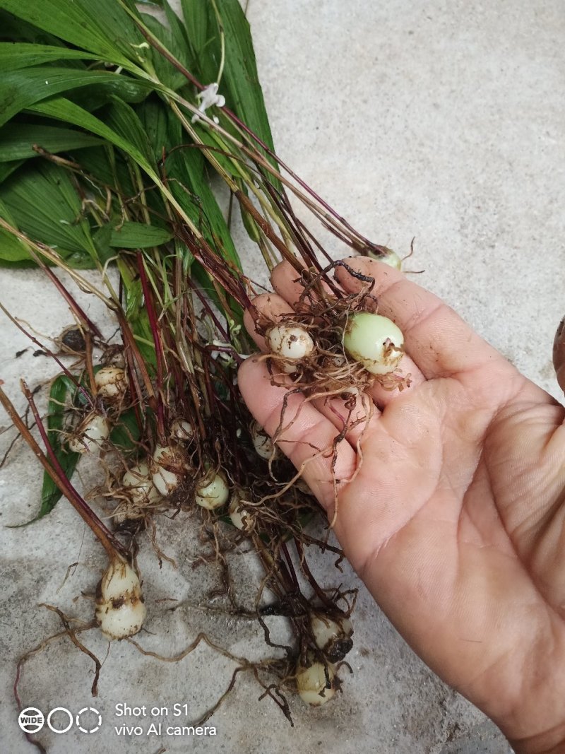 云南野生紫花，黄花，小白芨，独白芨，颜色好含量高，