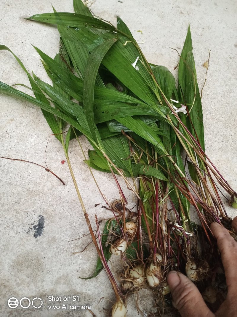 云南野生紫花，黄花，小白芨，独白芨，颜色好含量高，