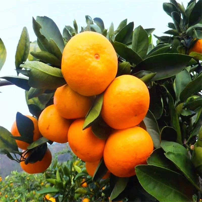 嫁接橘子树苗，砂糖橘树苗，品种保证，南方种植，签约保真