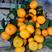 嫁接橘子树苗，砂糖橘树苗，品种保证，南方种植，签约保真