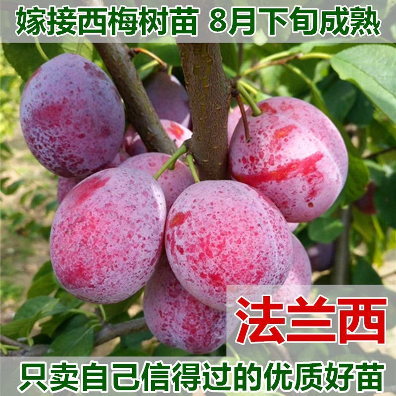正品法兰西女神西梅皇后苗品种保证