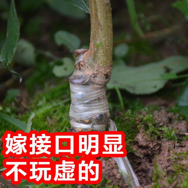 正品法兰西女神西梅皇后苗品种保证