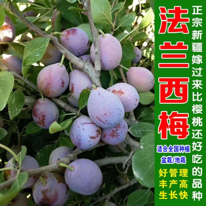 正品法兰西女神西梅皇后苗品种保证