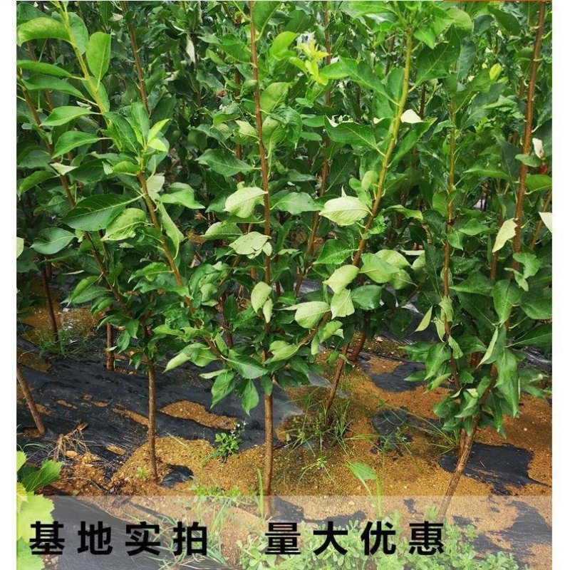 正品法兰西女神西梅皇后苗品种保证
