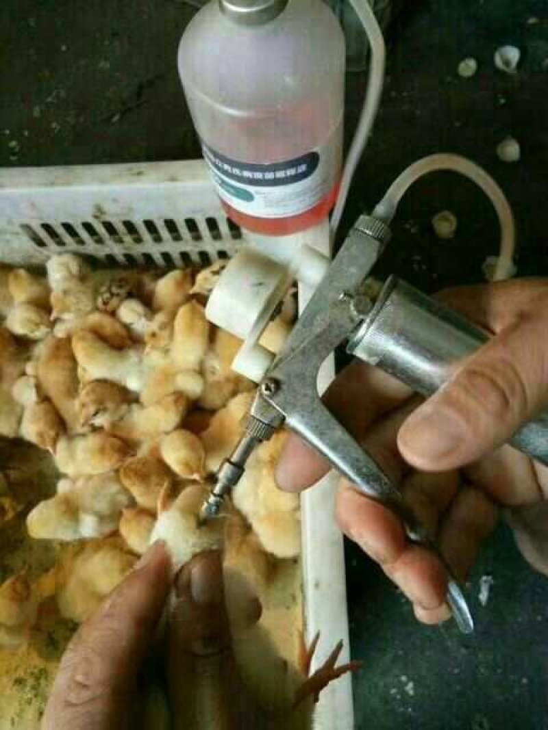 麻羽绿壳蛋鸡苗