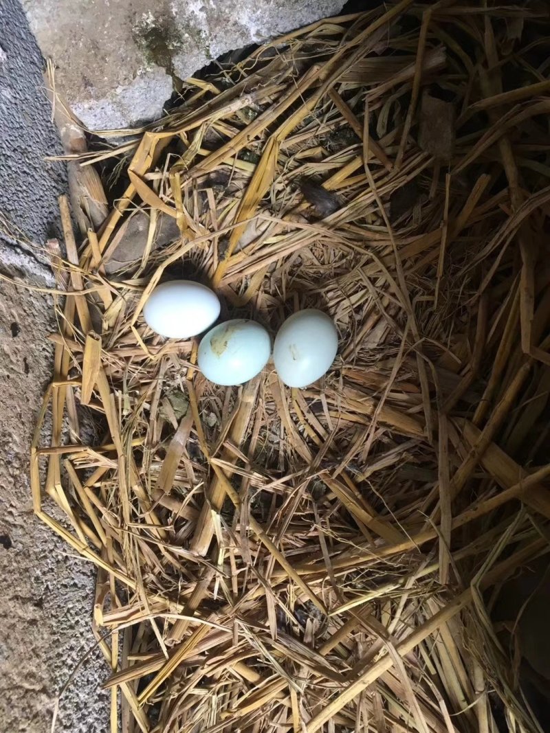 麻羽绿壳蛋鸡苗