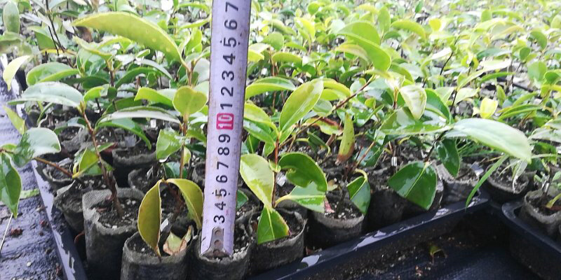 红花油茶苗油茶苗保证正品可开三证一签发票