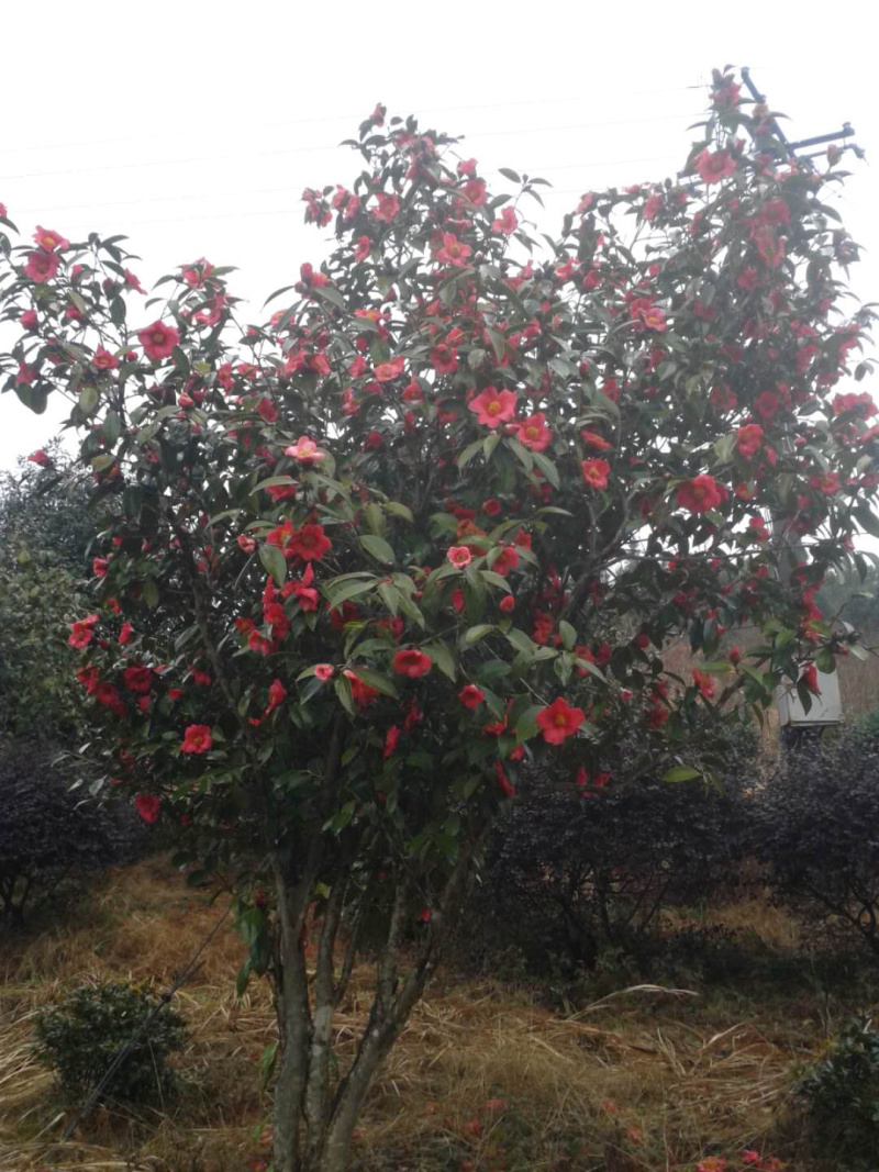 红花油茶苗油茶苗保证正品可开三证一签发票