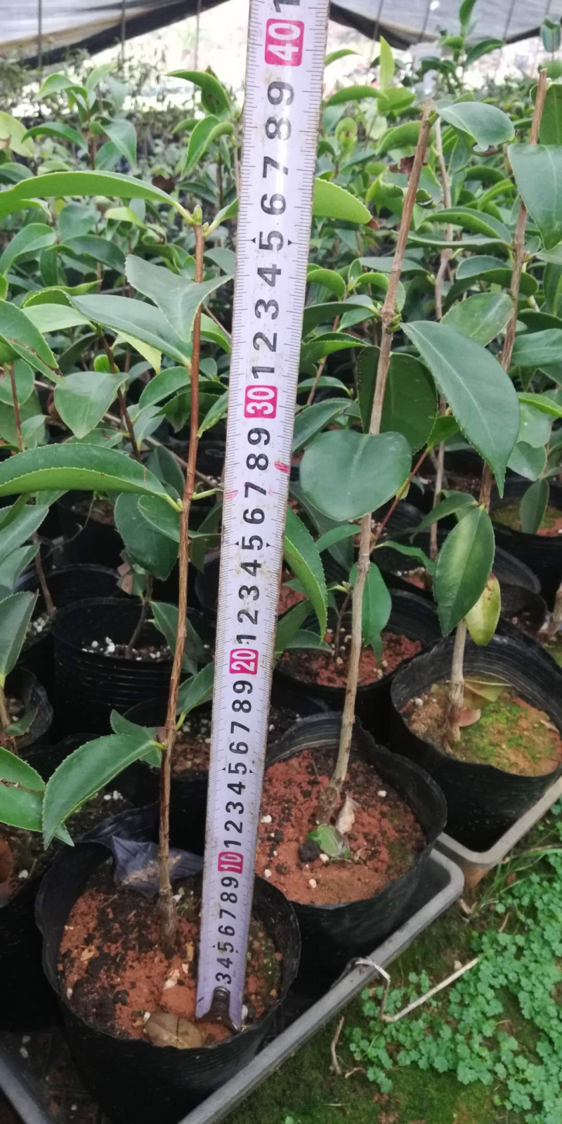 红花油茶苗油茶苗保证正品可开三证一签发票