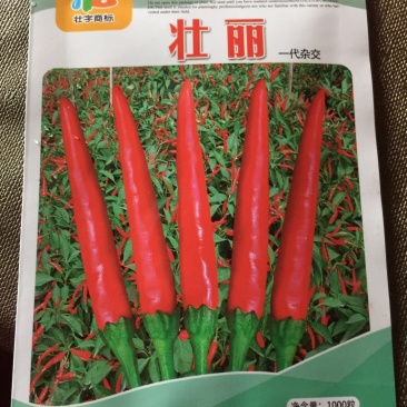 大果朝天椒种子1000粒