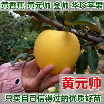 苹果树苗黄元帅苹果苗嫁接苗基地直销包成活