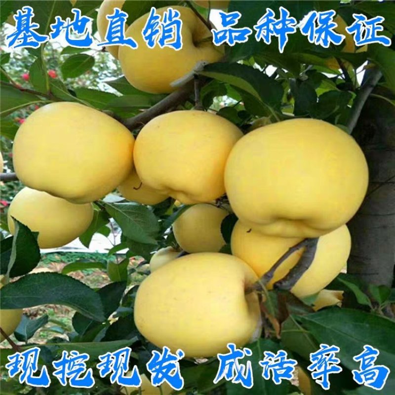 苹果树苗黄元帅苹果苗嫁接苗基地直销包成活