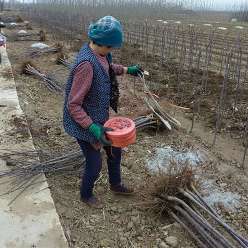 苹果树苗黄元帅苹果苗嫁接苗基地直销包成活