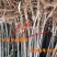 苹果树苗黄元帅苹果苗嫁接苗基地直销包成活